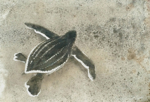 First Steps - Leatherback Sea Turtle Metal Drawing