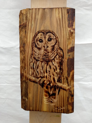 Owl Study Wood Sketch