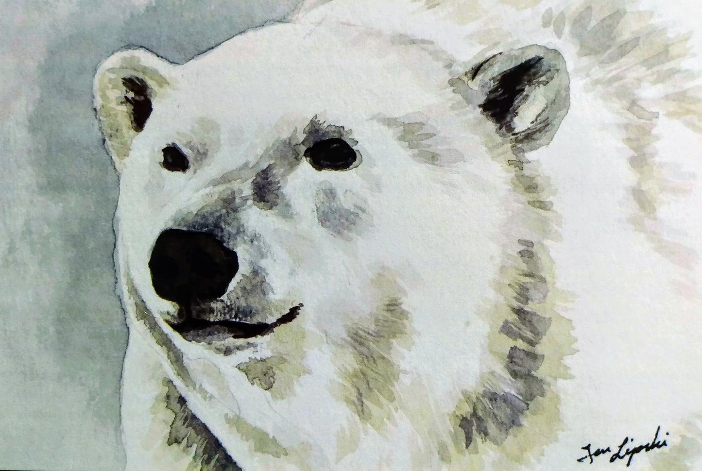 Polar Bear Study (Watercolour and Ink)
