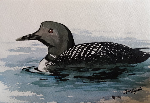 Loon Study (Watercolour and Ink)