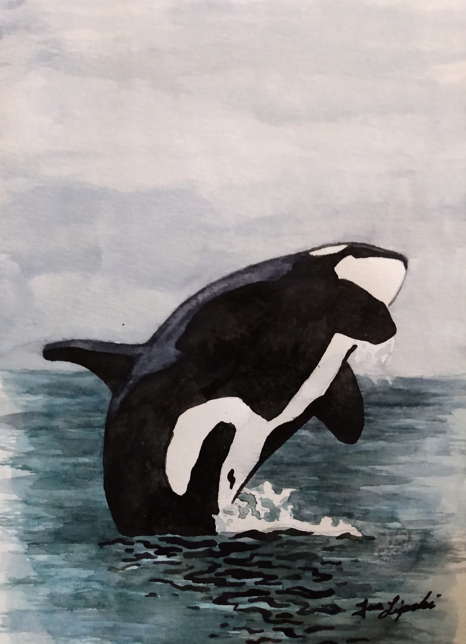 Orca Study (Watercolour and Ink)
