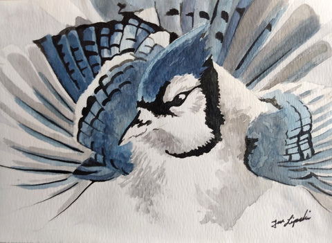 Blue Jay Study (Watercolour and Ink)