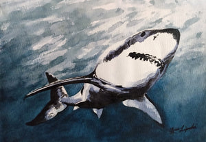 Great White Shark Study (Watercolour and Ink)